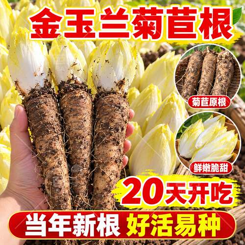 新鲜菊苣根金玉兰菜根苗包成活