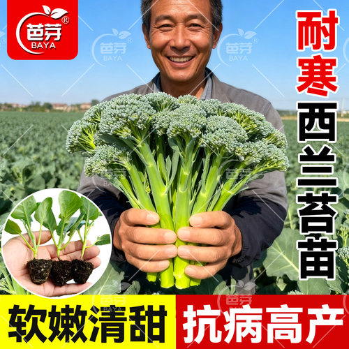 寿光甜杆西兰苔苗秧苗早熟耐寒