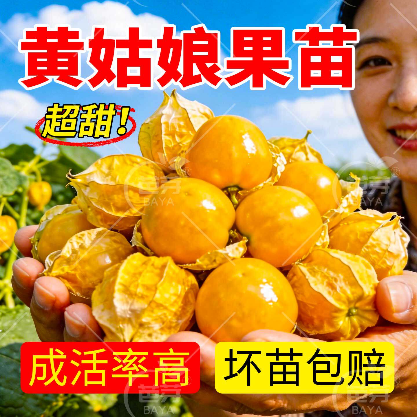 超甜大黄姑娘果苗秧苗带土正宗东北紫红菇娘果盆栽灯笼果春季菜苗