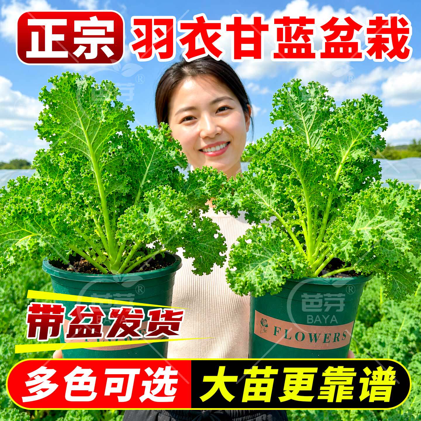 特级可食用绿羽衣甘蓝大苗盆栽紫羽衣秧苗带土四季阳台绿植蔬菜苗
