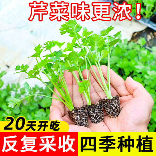 四季水果芹菜苗秧苗带土包成活