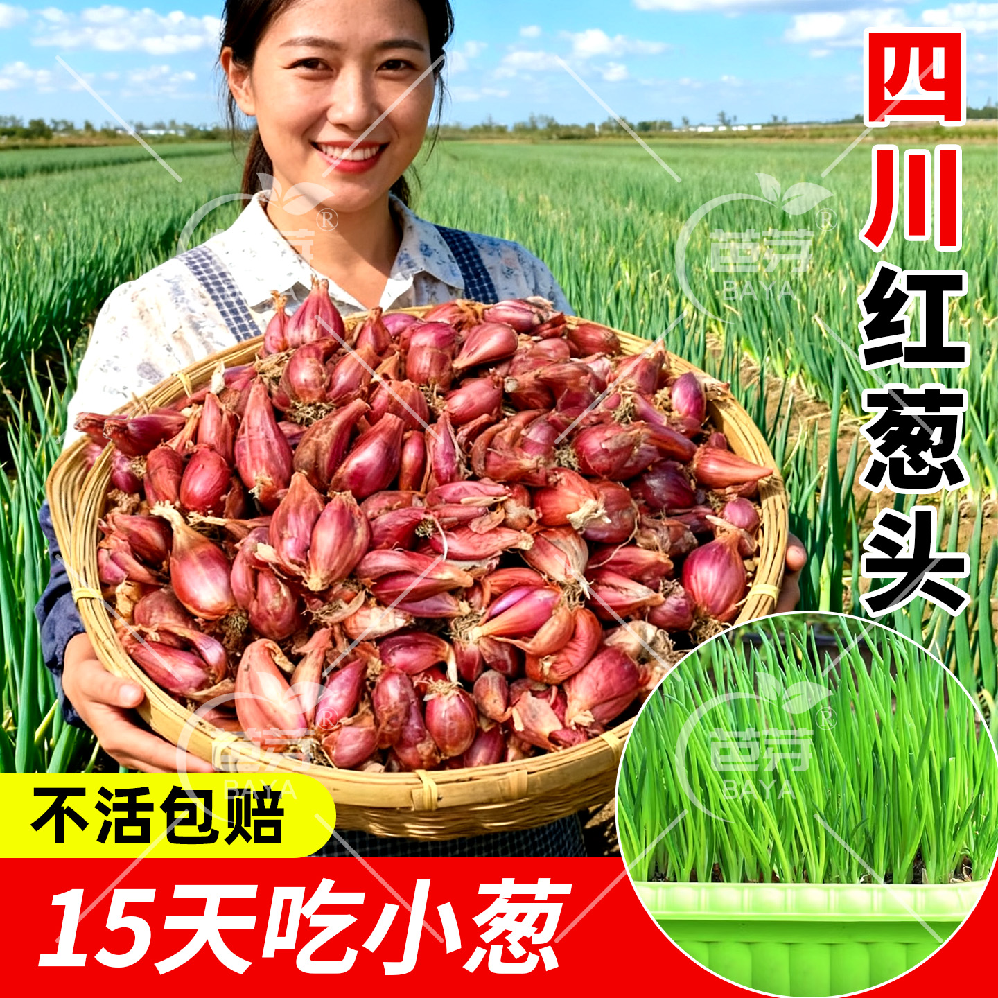 黄葱头种新鲜四季小香葱