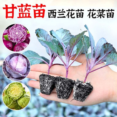 各种甘蓝苗包菜苗四季带土