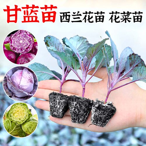各种甘蓝苗包菜苗四季带土
