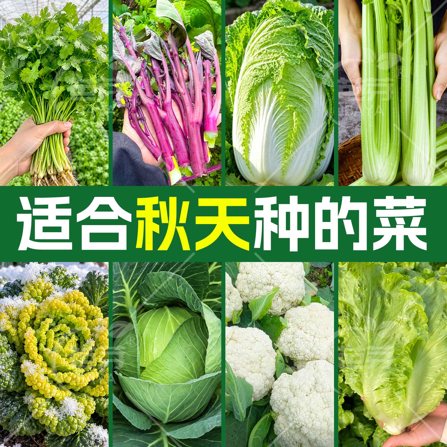 各种秋季种植的蔬菜苗大全包成活图片