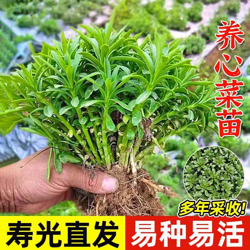 高钙养心菜苗根苗救心菜种子土三七苗费菜苗盆栽可食用秋冬蔬菜苗