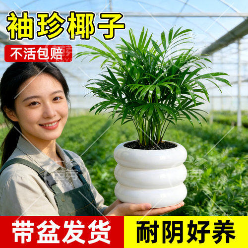 袖珍椰子盆栽耐阴新手好养易活