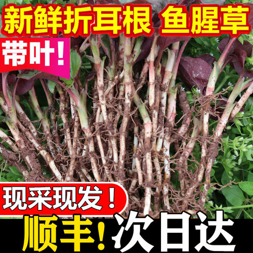 顺丰包邮四川折耳根2斤新鲜鱼腥草猪鼻孔现挖野菜蔬菜嫩叶凉拌菜