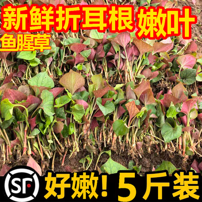 四川鱼腥草新鲜折耳根4斤