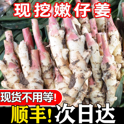 仔姜嫩姜新鲜四川嫩仔姜子