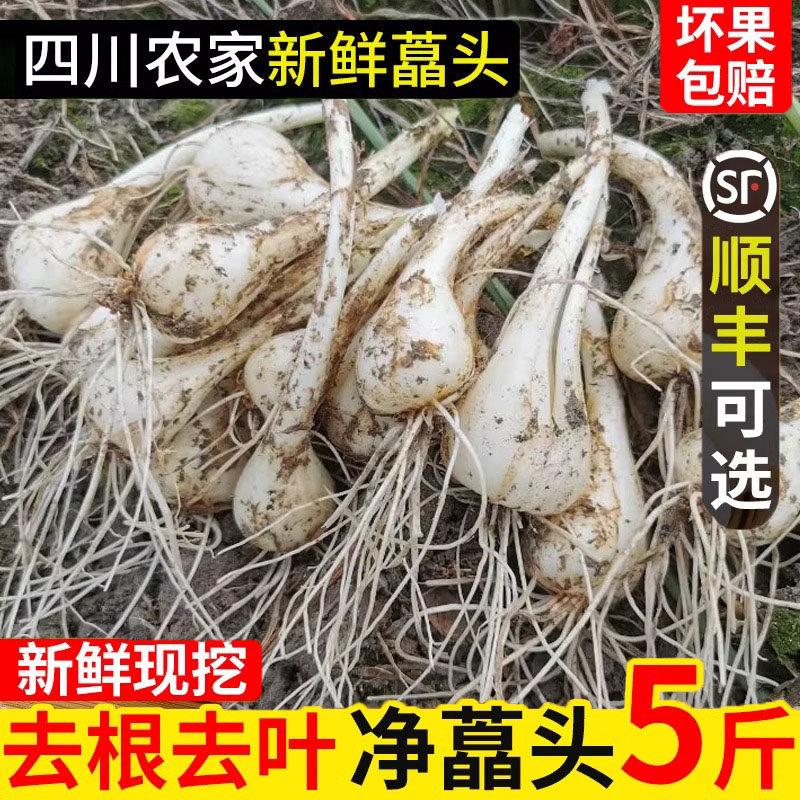 新鲜藠头茭头 荞头农家自种3斤包邮鲜蔬菜鲜香脆爽现挖现发不带叶