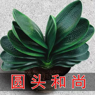 君子兰盆栽精品绿植花卉植物室内圆头和尚四季 带花苞大苗当年开花