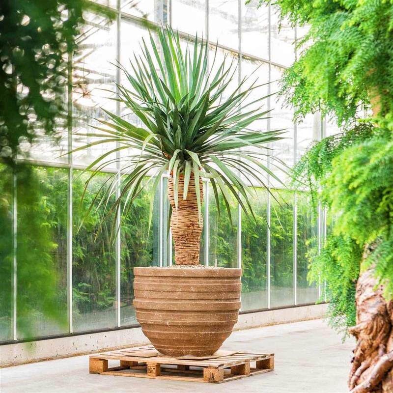 加纳利龙血树 dracaena draco 块根多肉植物 一物一拍 带盆发货