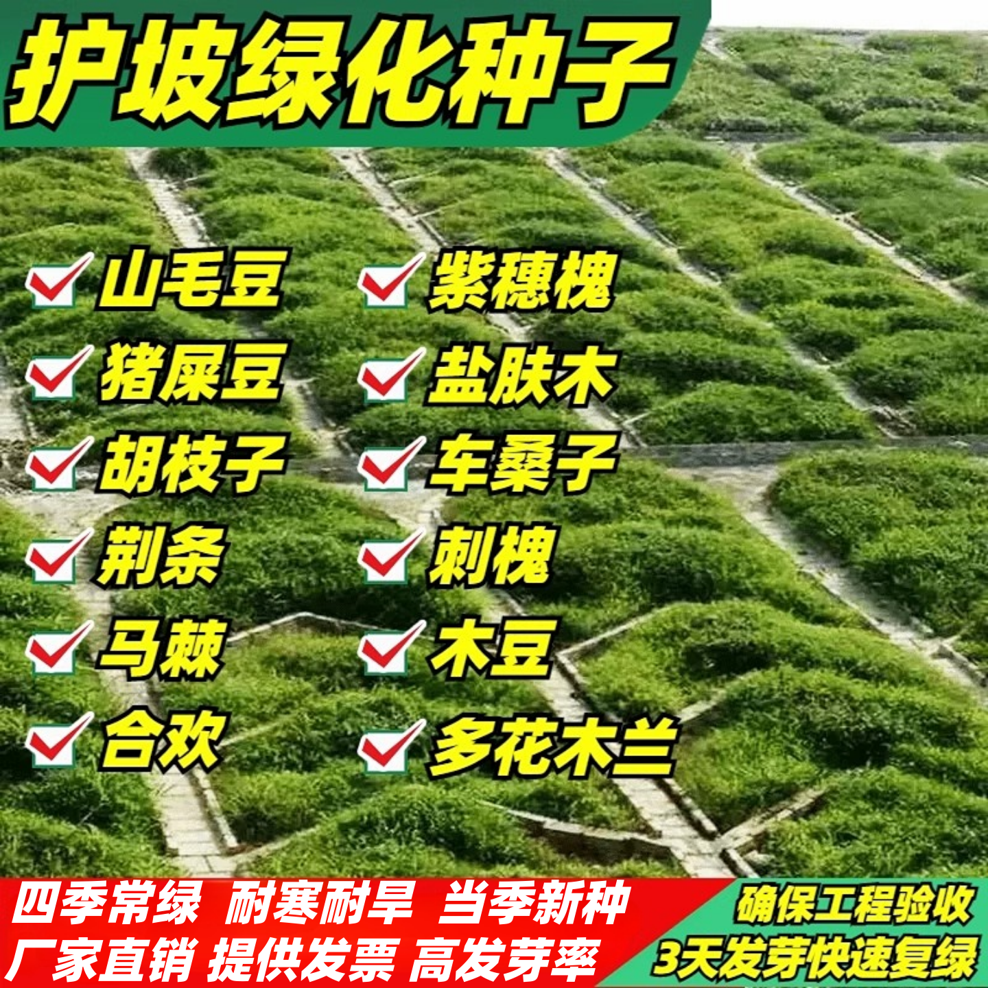 护坡固土草种子灌木草籽紫穗槐胡枝子矿山复绿猪屎豆刺槐籽银合欢
