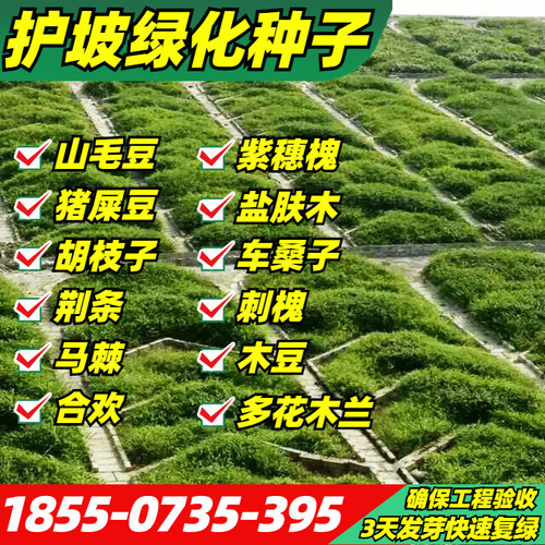 护坡种子灌木草籽紫穗槐籽银合欢