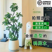 造型鸭脚木客厅大盆栽鸭掌木鹅掌柴室内乔迁绿植植物大型落地四季