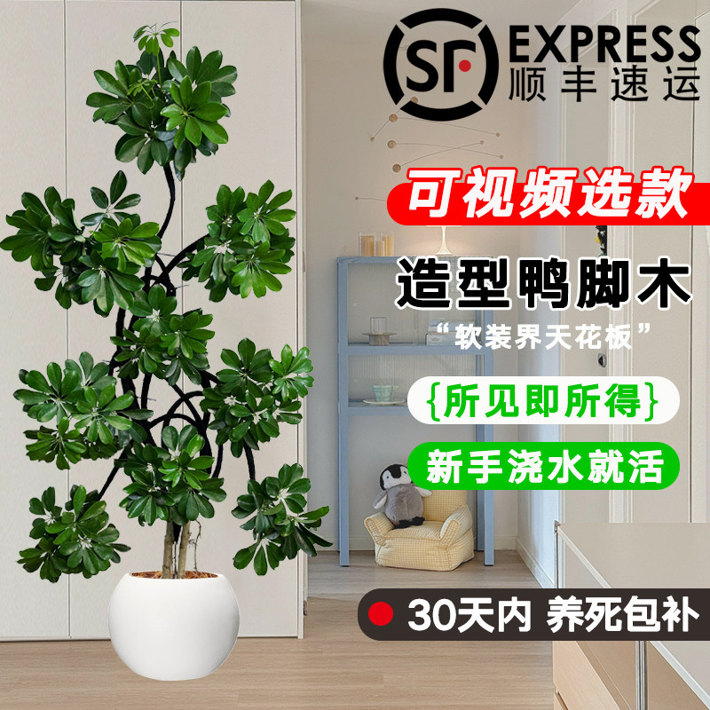 造型鸭脚木客厅大盆栽鸭掌木鹅掌柴室内乔迁绿植植物大型落地四季,鲜花速递/花卉仿真/绿植园艺,大型绿植/成品组合盆栽,淘宝优惠券,粉丝福利购,淘宝优惠卷