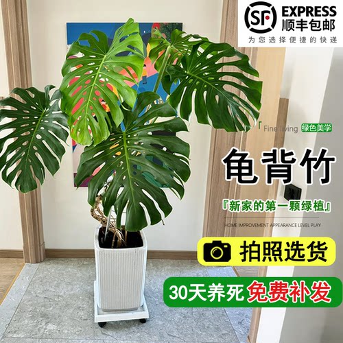 龟背竹客厅大盆栽绿植提根老桩