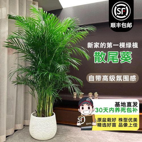 散尾葵盆栽大型绿植家空气净化