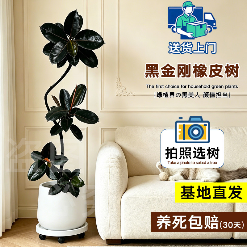 黑金刚橡皮树客厅老桩大盆栽办公室绿植室内四季好养适合新手小白