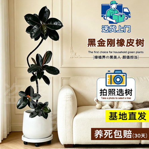 黑金刚橡皮树客厅老桩大盆栽办公室绿植室内四季好养适合新手小白