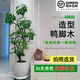 造型鸭脚木客厅大盆栽鸭掌木鹅掌柴室内绿植大型四季 常青大型植物