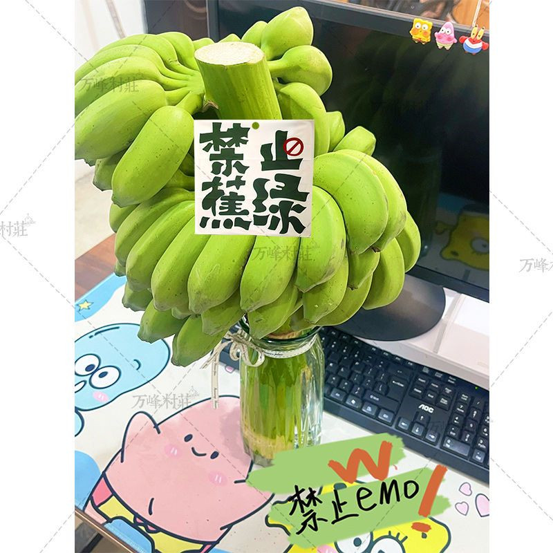 办公室拒绝焦虑水培香蕉桌摆件可观赏可食用整株带杆 水产肉类/新鲜蔬果/熟食 香蕉 原图主图