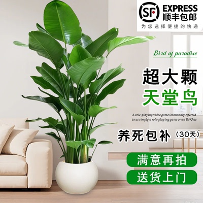 【顺丰上门】天堂鸟大型绿植盆栽