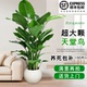 天堂鸟盆栽室内客厅大型绿植办公室大叶植物花卉鹤望兰新家大绿植