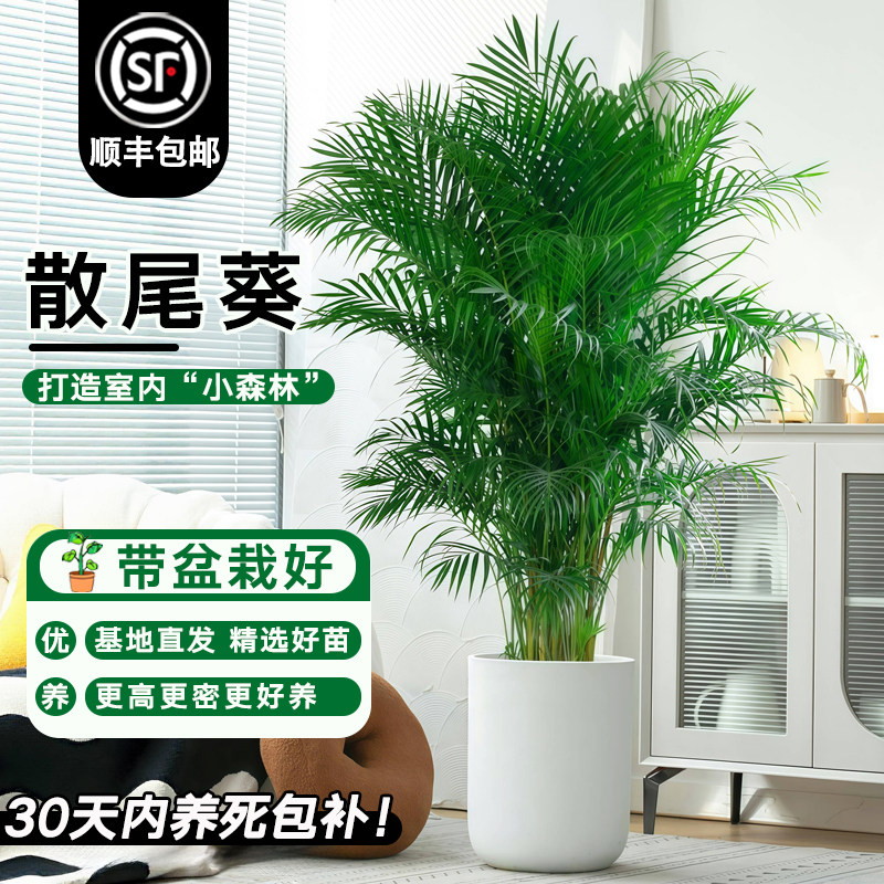 散尾葵盆栽客厅落地大型绿植室内空气净化植物办公室四季常青绿植,鲜花速递/花卉仿真/绿植园艺,大型绿植/成品组合盆栽,淘宝优惠券,粉丝福利购,淘宝优惠卷