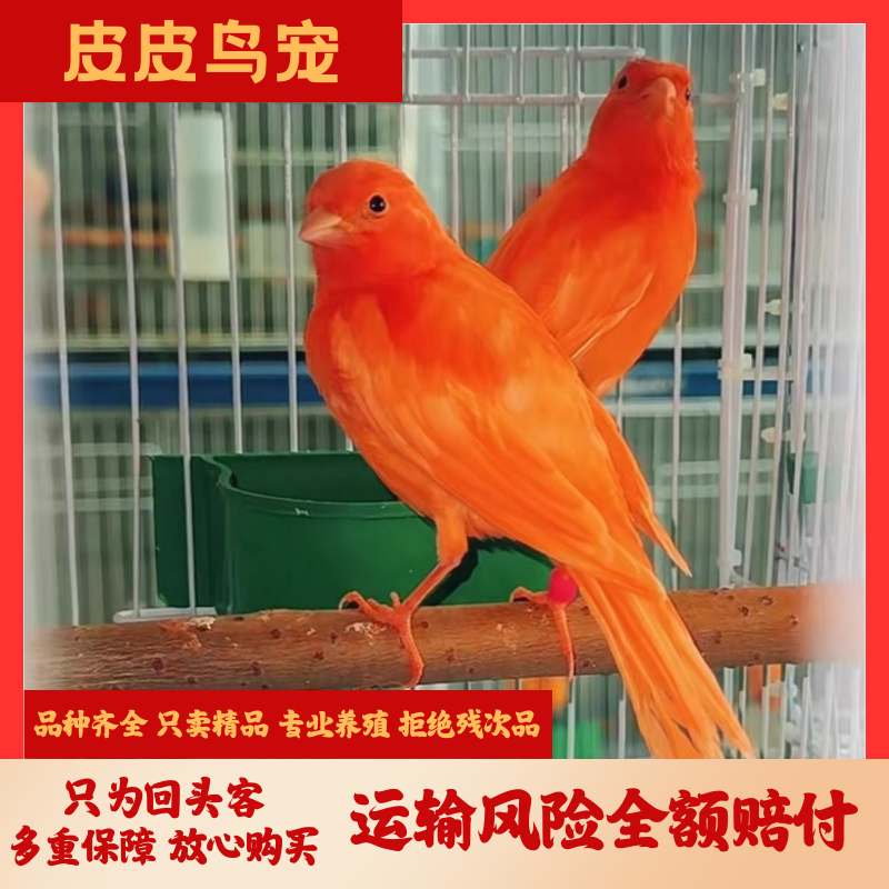 玉鸟活鸟金丝雀活体鸟辣椒红芙蓉鸟活鸟扬州黄玉鸟白玉鸟活鸟包活