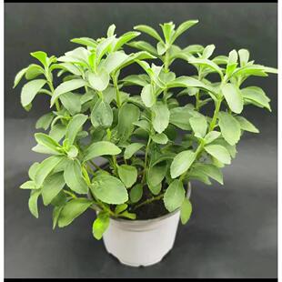 Parsley pot French parsley Parsley Parsley Parsley Fresh par