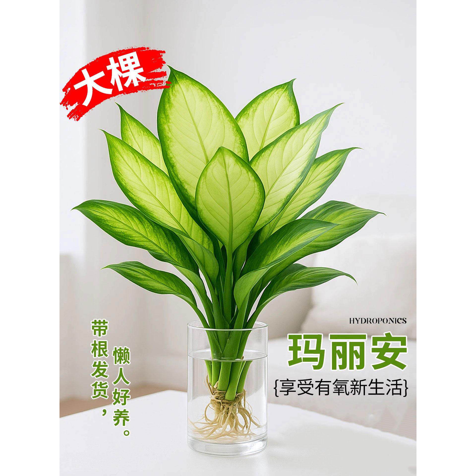 玛丽安水培植物万年青好养盆栽室内富贵竹办公室客厅花卉净化空气