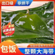盐渍海带头特厚特级新鲜非干货海带批发海带厚片凉拌菜一整箱批发