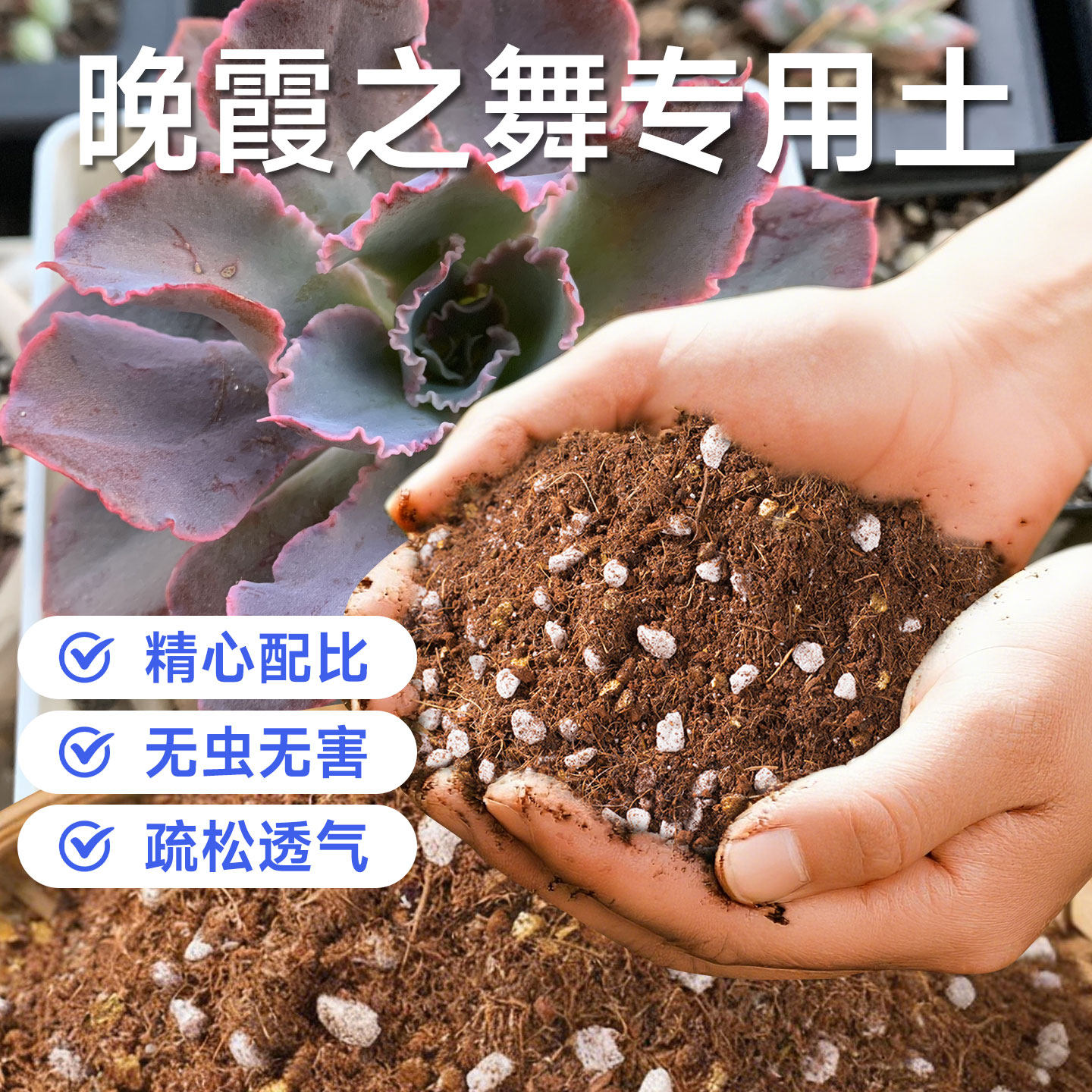 晚霞之舞专用营养土家用阳台多肉通用营养土透气防烂根有机多肉土