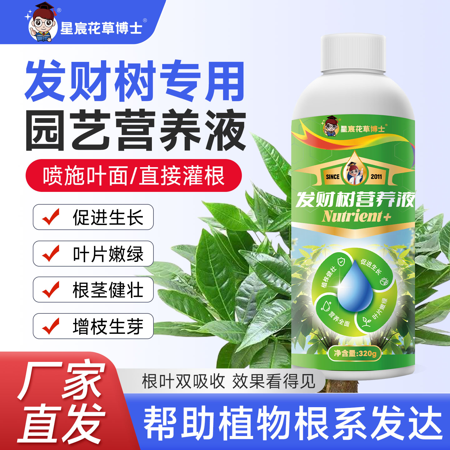 水培发财树专用营养液家用室内