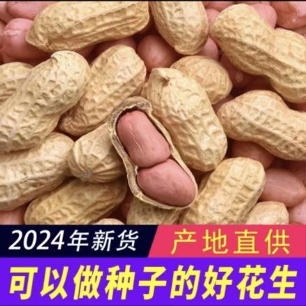 当季新鲜带壳晾晒干花生果