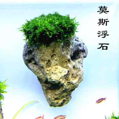 莫斯圣诞树莫斯悬浮石莫斯树阿凡达悬浮鱼缸装饰创意水草造景