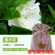 Zengxiang модель-модельная Gardenia [1 упаковка]