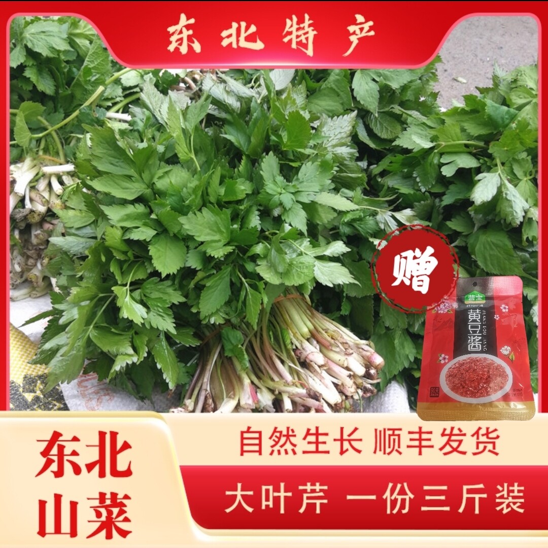 东北山野菜大叶芹野生菜