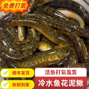 东北冷水河鱼花泥鳅鱼花梨棒子活体打氧发货味道鲜美肉质细嫩