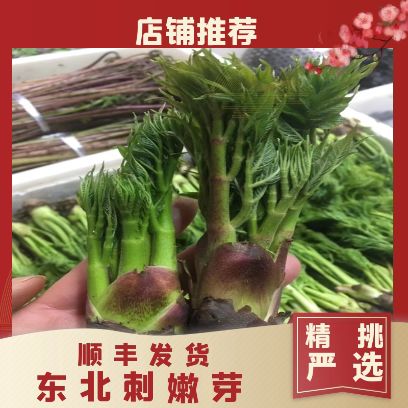 东北山野菜刺嫩芽刺龙芽