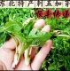 顺丰快递 原生态刺五加芽2斤起多规格可选
