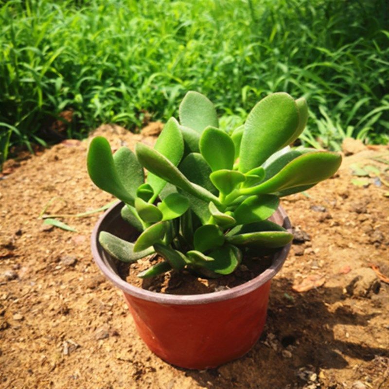 新品金花月盆栽 姬花月 新花月锦三色花月玉树盆栽多肉植物黄金花