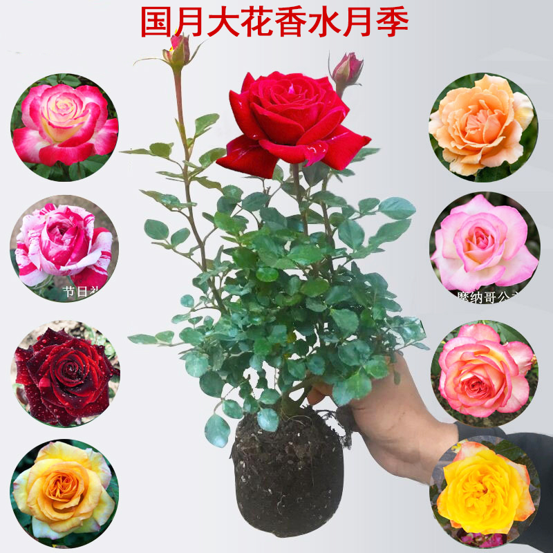 大花国月香水月季欧洲香水月季花苗阳台盆栽浓香型玫瑰四季开花