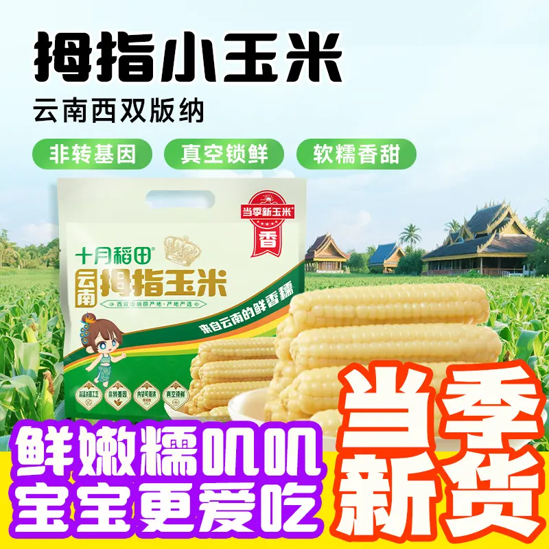 十月稻田云南拇指玉米白糯鲜嫩