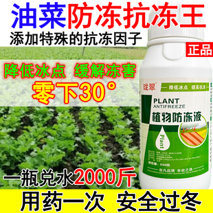 油菜防冻液叶面肥油菜防冻剂增产蔬菜植物防冻防抗寒冻专用肥正品