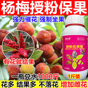 杨梅授粉药杨梅授粉坐果精座果灵保花保果沾花素果树樱桃柑橘授粉