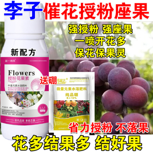 进口李子授粉座果精李子授粉药叶面肥沾花素防落素保花保果防落药