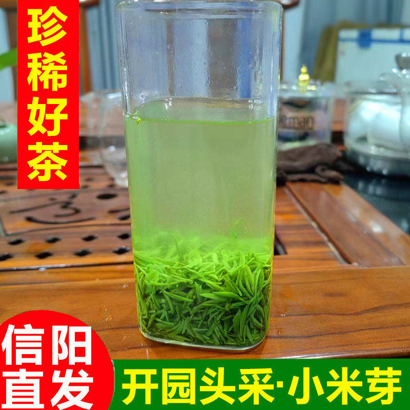 【2026新茶】信阳毛尖头采芽